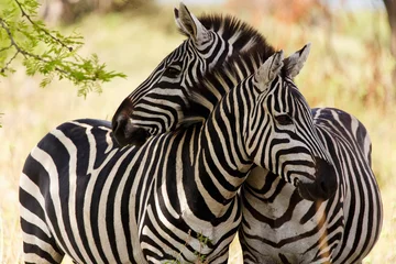 Foto auf Acrylglas Zebra Zebras