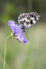 Melanargia galathea, Marbled White butterfly on Scabiosa columbaria, pincushion flower from Lower Saxony, Germany, Europe
