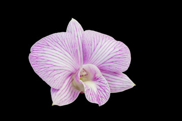 Isolate with clipping path single orchid flower