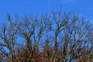 Baumkrone ohne Blätter vor tiefblauem Himmel