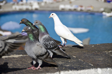Doves looking at some interesting object