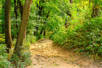 Obraz premium Park trail