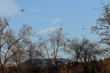Fliegende Krähen