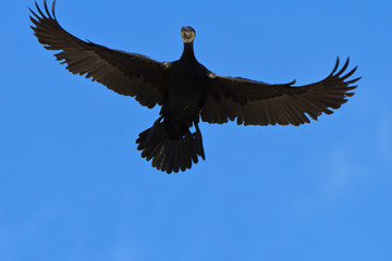 Obraz premium cormorant (phalacrocorax carbo)