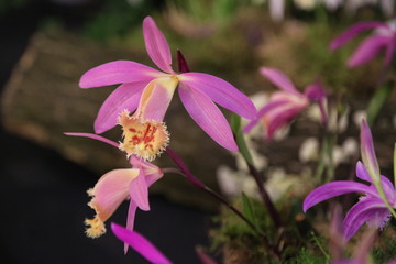 Violette Tibetorchidee