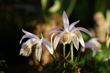 Weiße Tibetorchidee