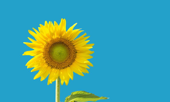 Fototapeta (with clipping path) Isolate single big sunflower
