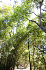 Obraz premium Faszinierende Landschaft in Südostasien