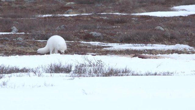 Arctic fox eating snow.