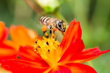 macro