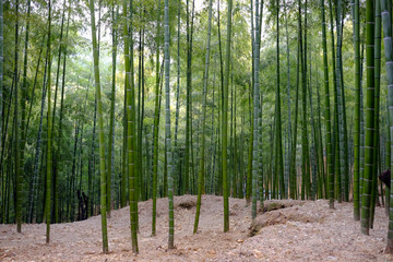 Lot of bamboo in forest