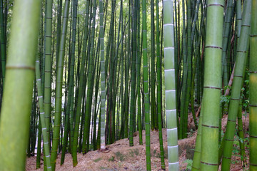 Lot of bamboo in forest