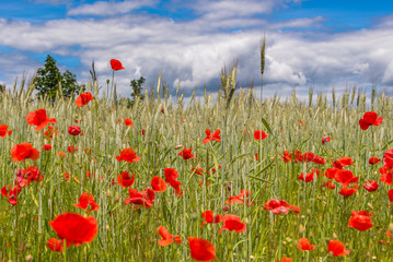 Fototapeta na wymiar Wild poppies growing barley fields.
