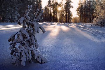 Зимний пейзах © Maria Moroz