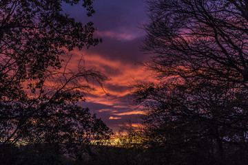 Sunset from Boreland Through Silhouetted Trees