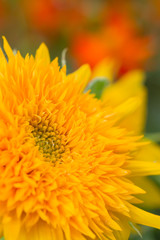 sunflower pollen