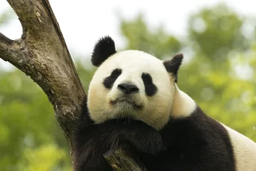 Cercles muraux Panda Panda endormi