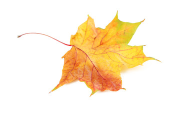 Autumn leaf isolated on a white