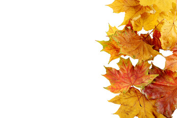 Naklejka na ściany i meble Autumn leafs on a white background