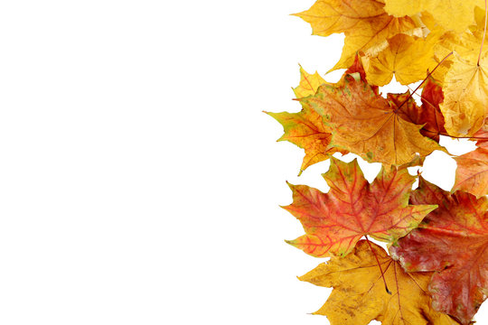 Autumn leafs on a white background