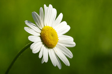 Fototapeta premium Frühling