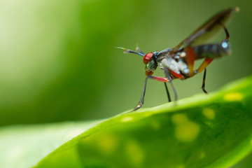 Naklejka premium Bug