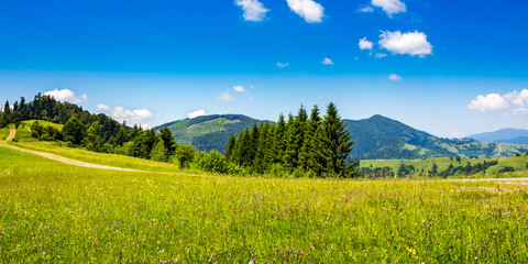 coniferous forest on a mountain slope