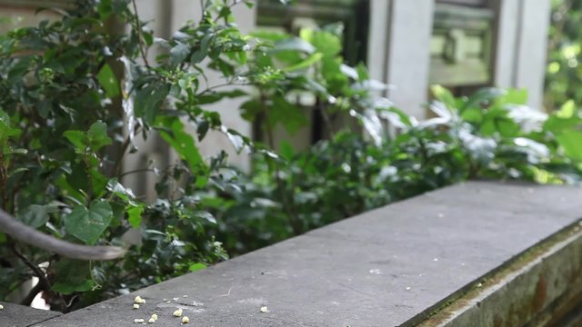 Affe frisst Blatt und geht aus dem Bild