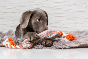 Labrador im Korb