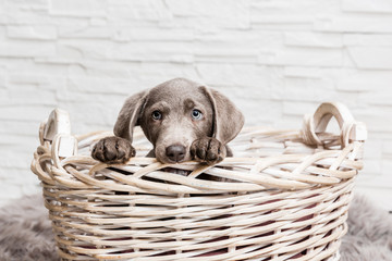 Labrador im Korb