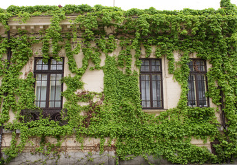 Fototapeta na wymiar Old house cover hith ivy