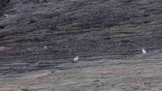 Pair of rabbits running around a grassy Arctic field.