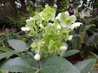 Green Hellebore (Helleborus viridis), family Ranunculaceae