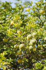 Yellow and green Fruits of Bergamot orange