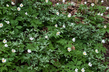 Anemone nemorosa, Flowers of the wood anemone in spring. defocused image border