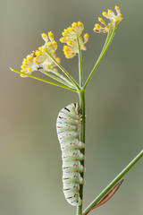 Caterpillar of common yellow swallowtail butterfly