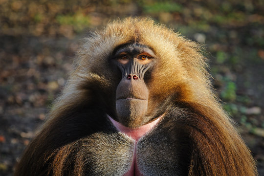 Portrait of an adult male gelada baboon at the zoo, Germany