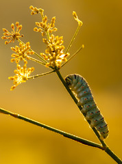 Caterpillar of common yellow swallowtail butterfly