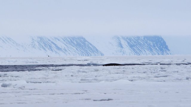 Bowhead whale swimming through the Arctic ocean.