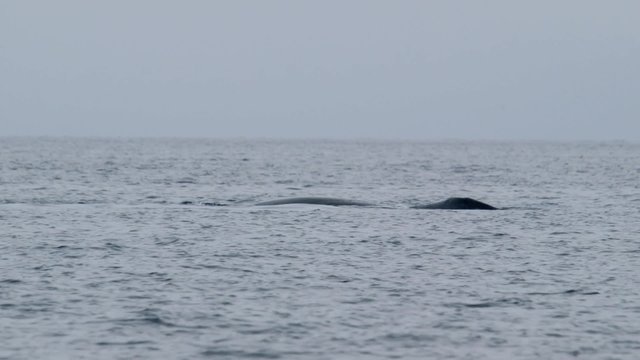 Bowhead whale swimming through the Arctic ocean.