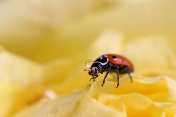 A ladybug on a petal of a rose