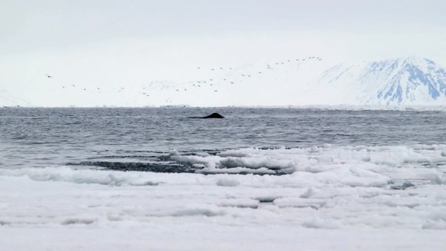 Bowhead whale breaching the water of the Arctic ocean.