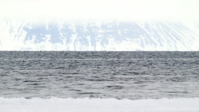 Bowhead whale breaching the water of the Arctic ocean.