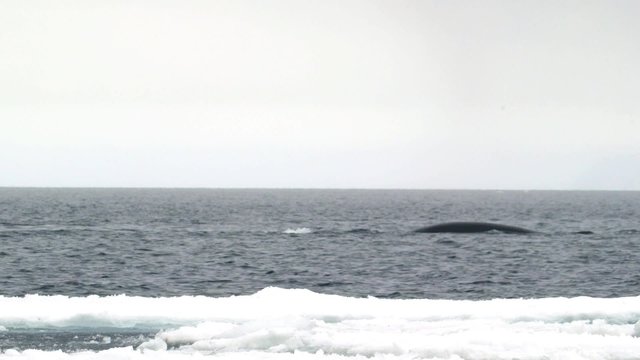 Bowhead whale breaching the water in the Arctic ocean.