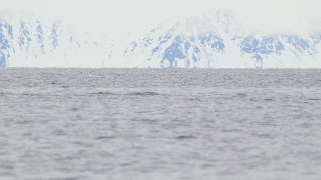 Bowhead whale breaching the water of the Arctic ocean.