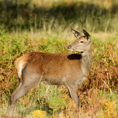 Red Deer - Rut Time.