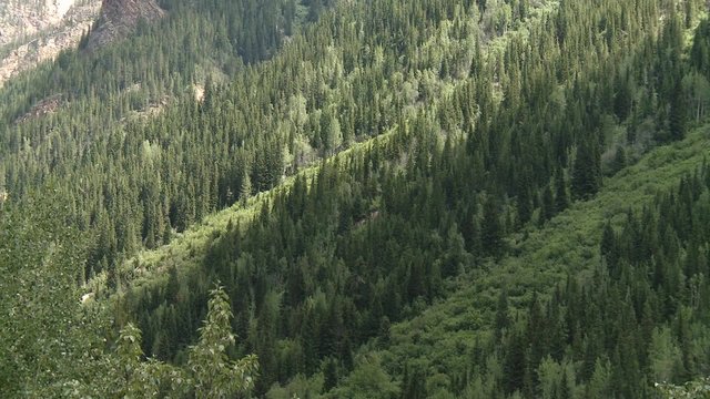A wooded slope within the Bugaboo Mountain range.