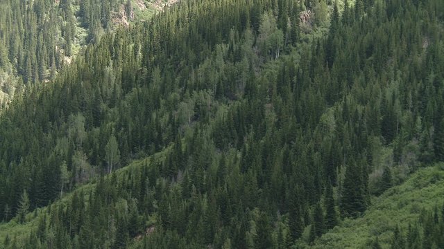 A wooded slope within the Bugaboo Mountain range.
