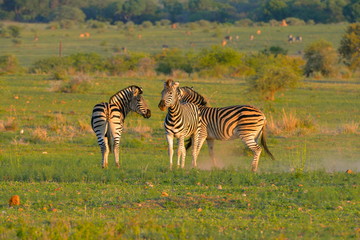 Naklejka premium bataille de zèbres pour un territoire