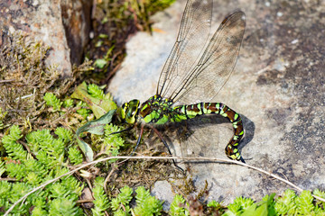 Libelle bei der Eiablage